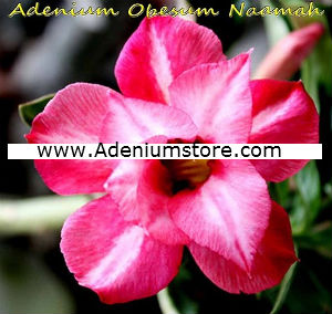 (image for) Adenium Obesum 'Double Naamah' 5 Seeds - Click Image to Close